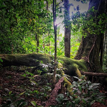 El Remanso Rainforest Lodge Puerto Jiménez Kültér fotó