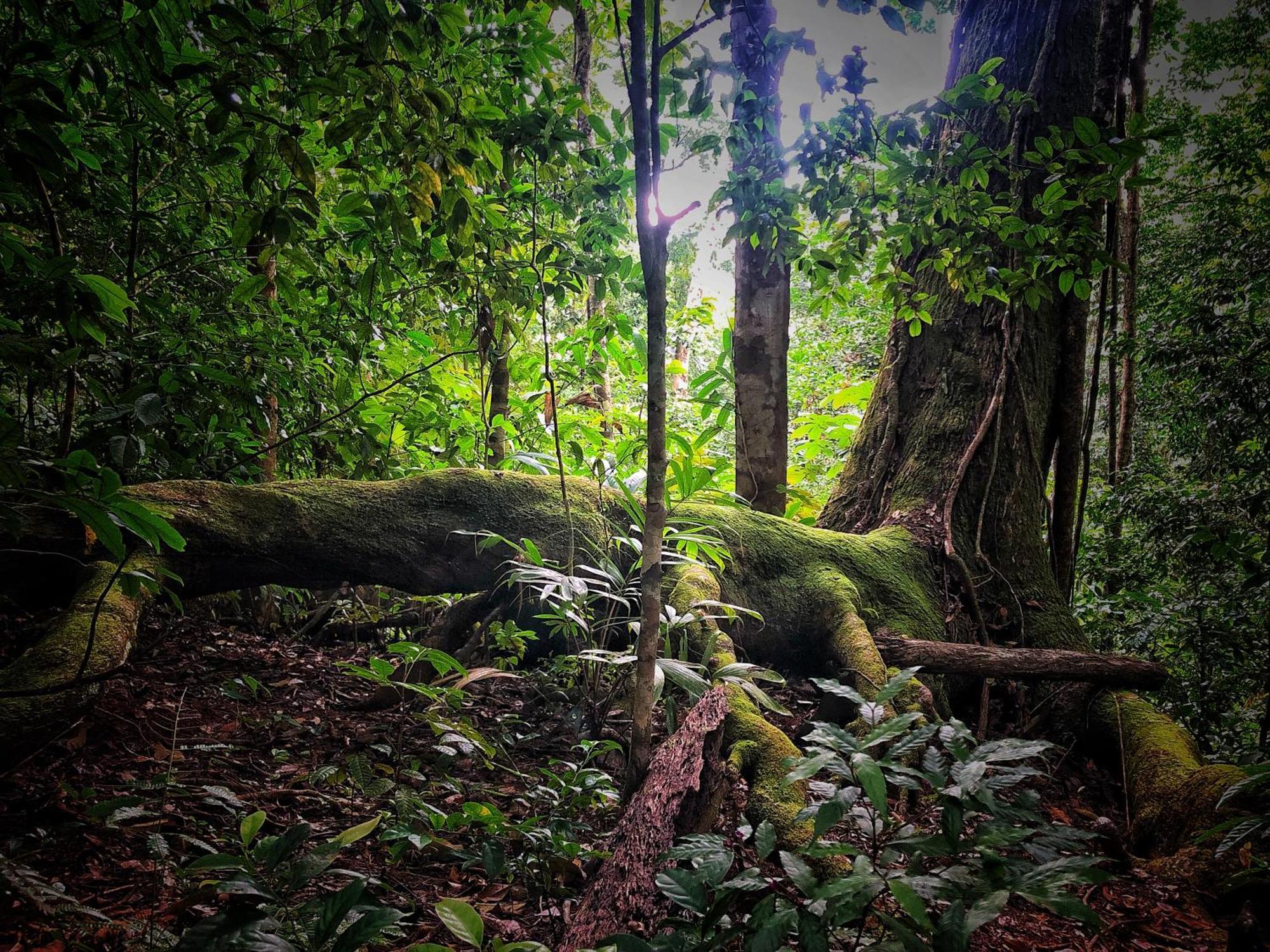 El Remanso Rainforest Lodge Puerto Jiménez Kültér fotó